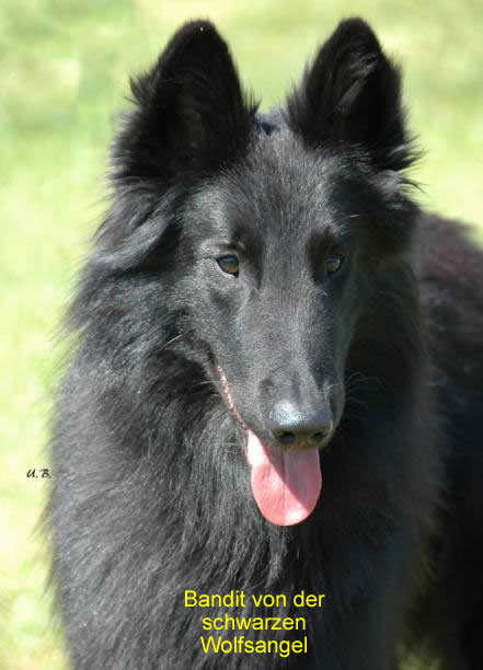 Bandit von der schwarzen Wolfsangel